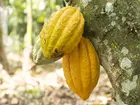 CDM demands immediate reversal of cocoa price reduction