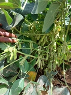 When climate change clashes with religious beliefs: A climatic urgency in northern Ghana