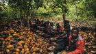 Hershey, Nestle, other cocoa companies defeat appeal of child slavery lawsuit
