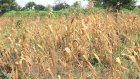 Ghana’s food losses could feed Ashanti Region for over a year – Agribusiness leaders warn