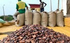 Western North cocoa farmers threaten demo over price reduction