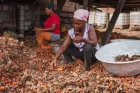 How planting of rubber is depriving Ahanta West of benefits of palm fruit