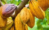 World Bank warns COCOBOD’s mounting debts threaten Ghana’s cocoa sector