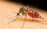 UK cases of mosquito-borne virus more than double