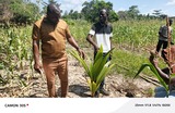 Coconut Federation Ghana leads farm inspection under presidential initiative in Bono Region