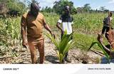 Ghana EXIM Bank leads joint inspection tour of coconut farms in Bono Region as global demand for Ghanaian coconuts (…)