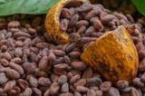 Côte d'Ivoire-Ghana Cocoa group praises government’s bold cocoa price hike