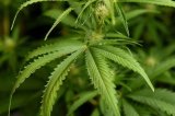 NACOC: Fees and charges for cannabis licenses will be published after Parliamentary approval
