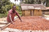 Ghanaian cocoa farmers received highest farmgate price in West Africa – COCOBOD