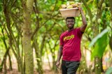 West Africa leads way in regenerative agriculture: Rainforest Alliance 2024 report highlights (…)