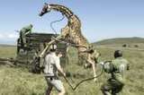 'Stranded, stressed' giraffes in Kenya relocated as habitats encroached