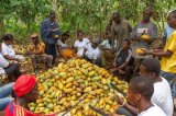 Government reintroduces Free Fertiliser Programme for cocoa farmers — Ato Forson