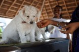 Nigeria’s dog owners hit with surging pet food prices amid cost of living crisis
