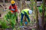 Health alert! Crops, fish poisoned in Galamsey areas – New study warns