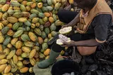 EU cautions Ghana and Côte d’Ivoire to reform cocoa sector or risk losing global market share