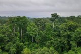 Forest bathing in Japan found to boost immune system, study shows