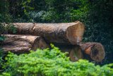 We shouldn’t harvest trees beyond nature’s ability to recover – Dr Annang