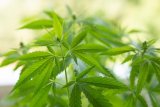 NACOC warns against fraudulent cannabis licence agents