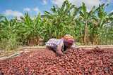 ‘A more devastating type of haircut to our dear cocoa farmers’ – Koku Anyidoho on price reduction