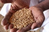 Burkina Faso imposes export ban on grains and cereals