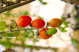 Planetech Week: Israeli Innovation Sweetens Global Tables with Cherry Tomatoes