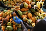 Cocoa Prices, Producer Prices, and the Smuggling Debate: What the data actually suggests