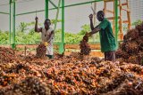 Ghana’s oil palm export drops by over 50% in 2024