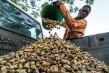Chiefs in Bono propose establishment of Cashew Board to address price fluctuation