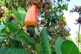 ACPG president tours middle belt cashew factories, vows bold push for local processing