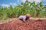Cocoa farmers optimistic about bumper harvest in 2025/26 season