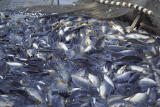 Fisheries Ministry announces 2025 closed season