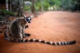 World’s oldest climate fund targets wildlife bonds for every country in Africa