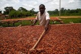 Ivory Coast’s cocoa crop to hold near last season’s, minister says