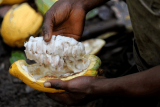 Ivory Coast cocoa farmers warn of crop risks as rains fall short, cold spell hits