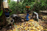 Ivory Coast farmers hope for more rain, sunshine to boost cocoa crop growth