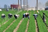 Trump floats plan for undocumented farm and hotel workers to work legally in the U.S.