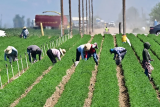 Trump floats plan for undocumented farm and hotel workers to work legally in the U.S.