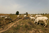 Nigeria imports Danish cows in bid to slash $1.5 billion milk import bill
