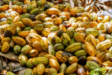 High cocoa prices: Ghana, others to see only limited economic gains