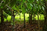 Agricultural Economist proposes blended financing model to support cocoa sector