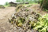 Ghana’s food losses could feed Ashanti Region for over a year – agribusiness leaders warn