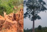 Affiena residents jubilate after cutting ‘evil’ tree, find mysterious item (watch)