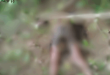 Forestry guard’s body discovered in bush after going missing for days