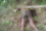 Forestry guard’s body discovered in bush after manhunt