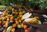 Côte d’Ivoire-Ghana Cocoa Initiative commends Ghana’s govt for announcing new producer price of (…)