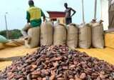Licensed Cocoa Buyers back govt price cut to GH¢2,587 per 64kg bag