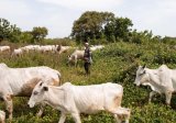 Asante Akyem Agogo farmers urge permanent solution to nomadic herdsmen crisis