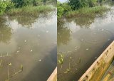 Fear grips Aborlove-Nolopi as thousands of dead fish, fingerlings float in Lagoon