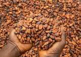 IFC injects millions to support Ghana’s cocoa sector amid financing challenges
