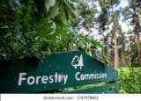 Forestry Commission investigates Sokoban wood workers’ harassment claims